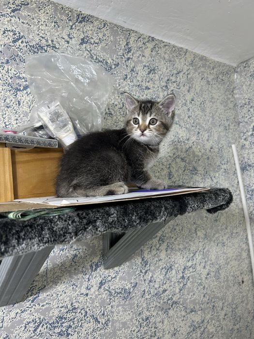 Продам котят вислоухих