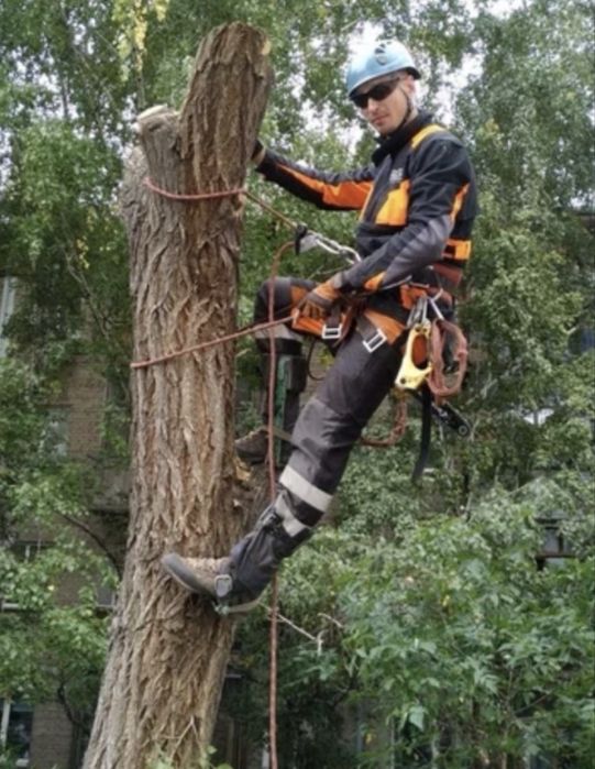 Спил Распил деревьев