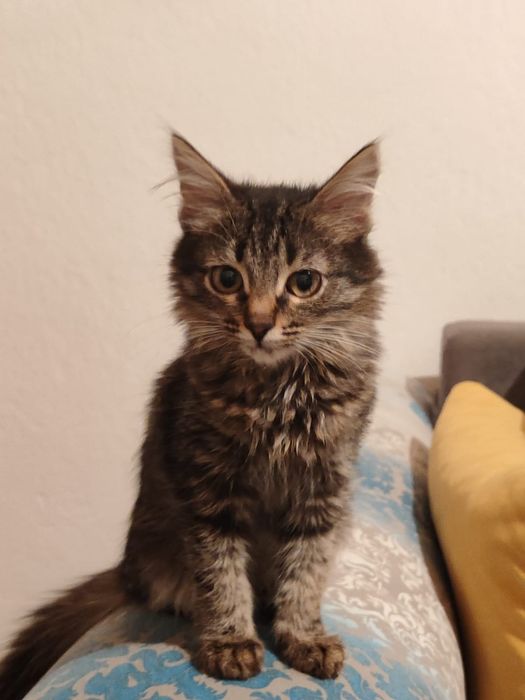 Ласковые котята ищут дом