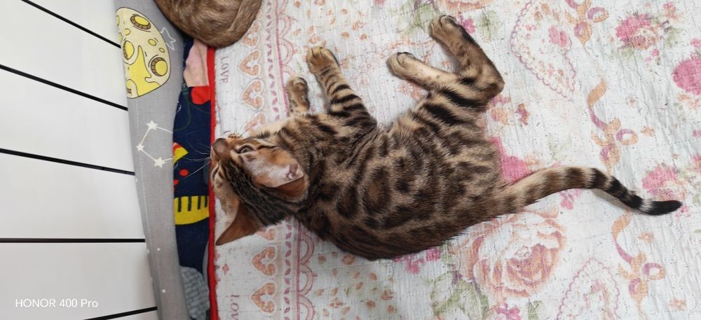 Бенгальсеие котята