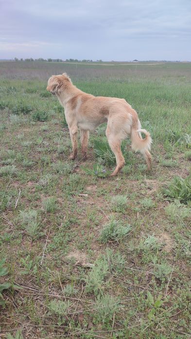 Тазы еркек быр жасар