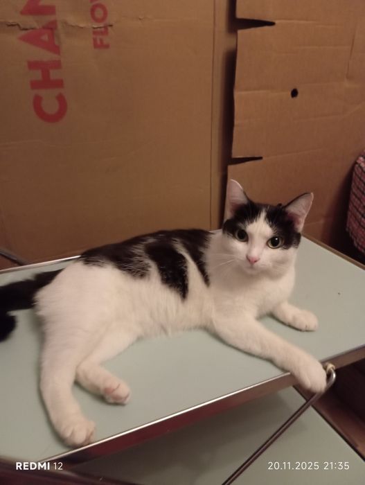 Отдам кошку в добрые руки