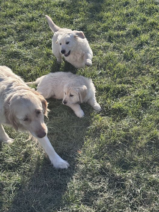Голдън  Ретривър кученца