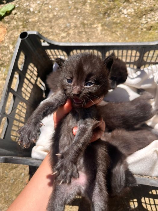 Puiuți de pisică spre adopție