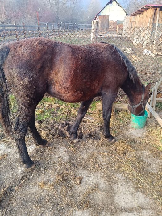 Vând cârlană , un an și șapte luni