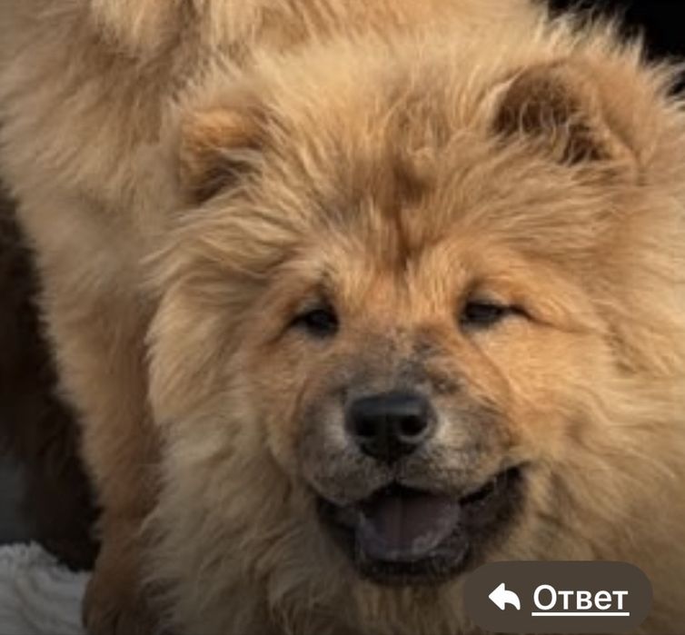Продам щенят чау чау