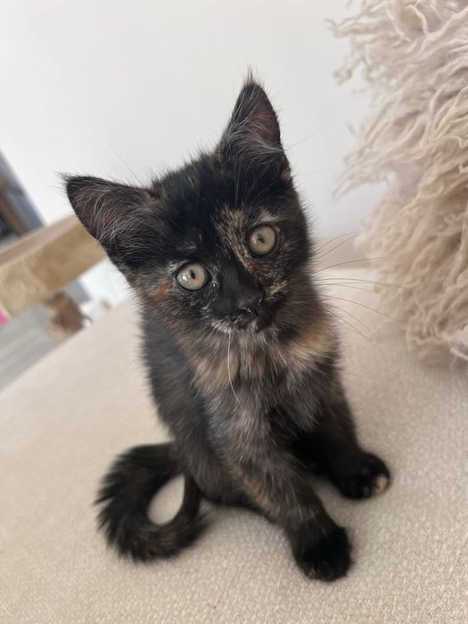 Котенок девочка трехцветка