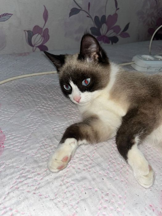 Сиямский мысық сатылады