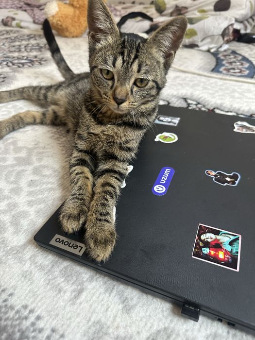 Отдам даром кошек