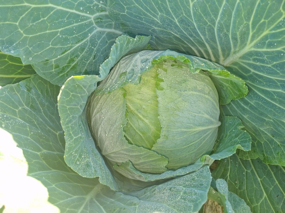 Varza, ceapa alba; roșie