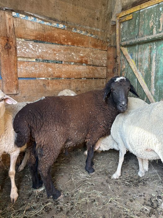 Семіз қой сатылады! Срочно!