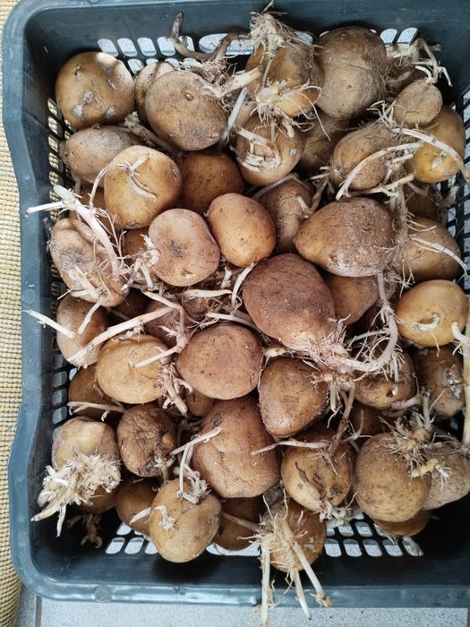 Картофель семенной и на еду