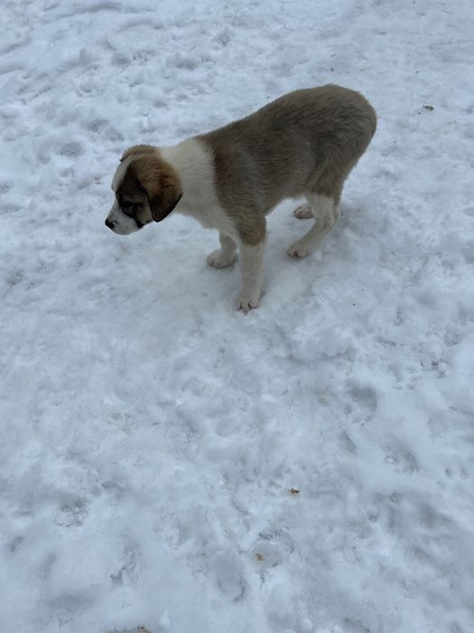 Donez cățelușă vârsta 3 luni