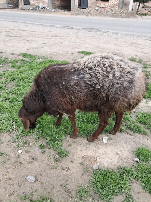 Катта кучкор сотилади.