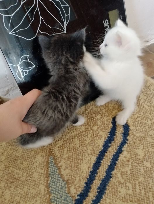 Отдам в хорошие руки