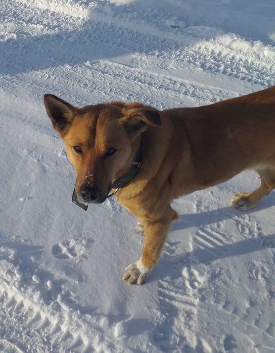 Ищет дом кобель.