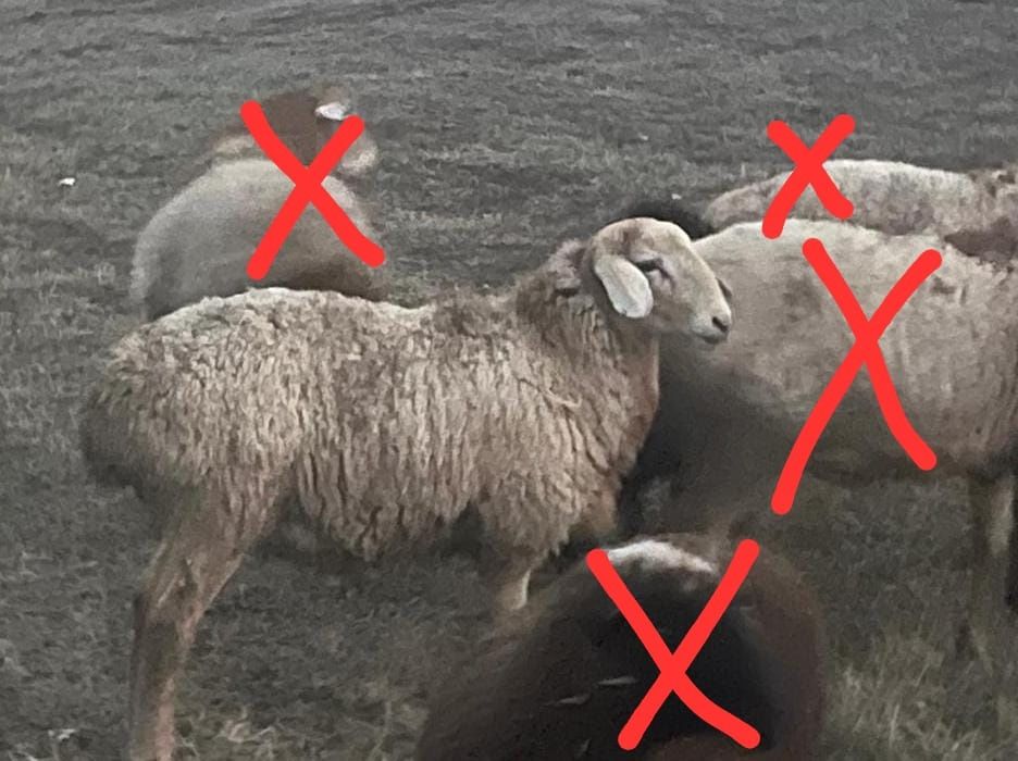 Арашан гисар кошкар урыктыкка кой токты сек тусак