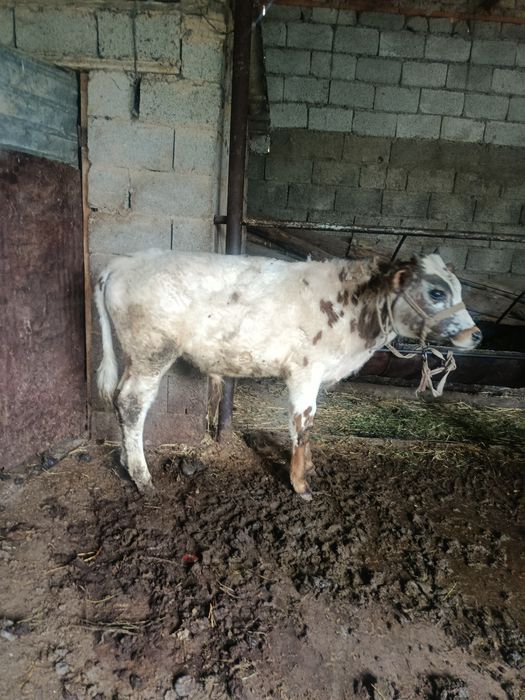 Буқалар сатылады