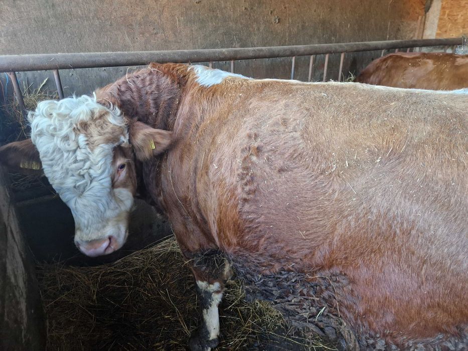 Vand vitei metis angus