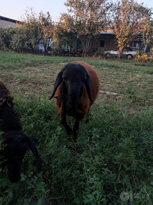 Hissori zotli qo‘chqor sotiladi!