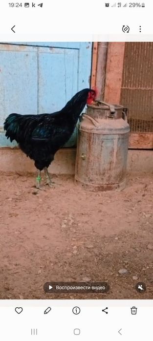 Продам яйца джерсийского гинанта