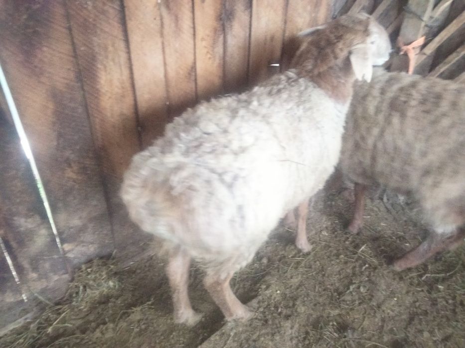 Продам 3 баран Сек (кострат)