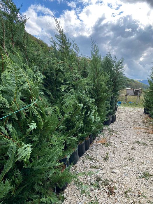 Leylandii Aclimatizat – Gard Viu Veșnic Verde cu Plantare Inclusă