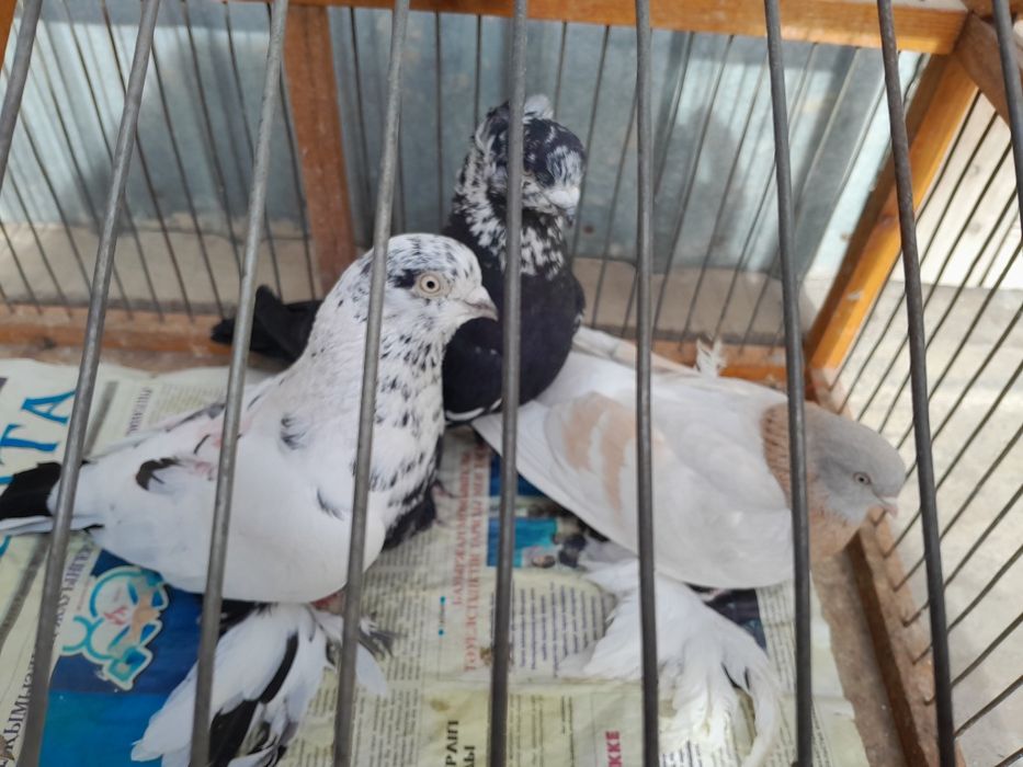 Продам голубей на игру