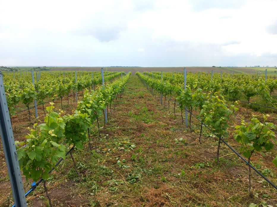 VIE ALTOI ITALIAN ,Tanara ,3 si 5 ani