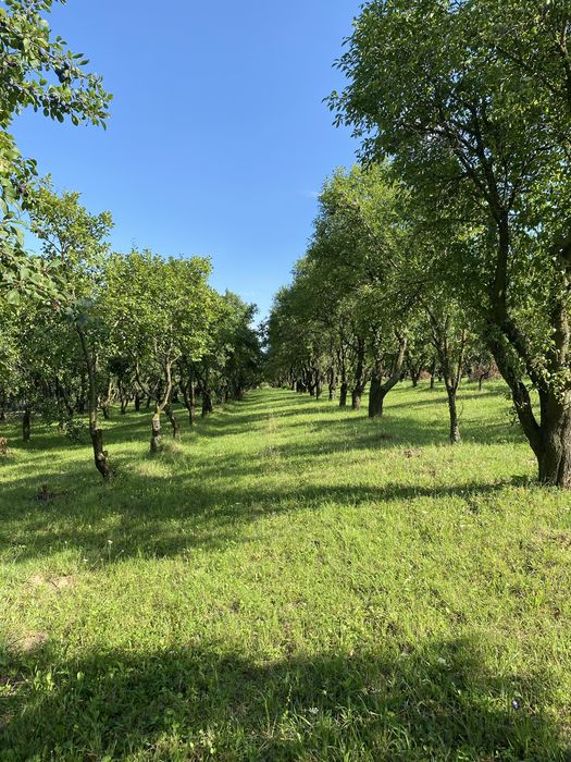 De vanzare mun Falticeni, jud Suceava