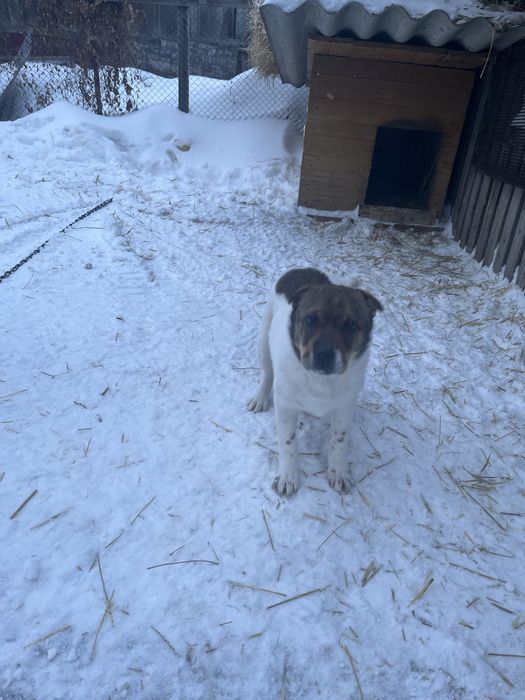 Отдам щенка в добрые руки