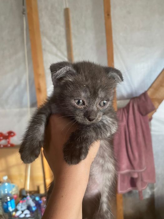 Котята британского голубого