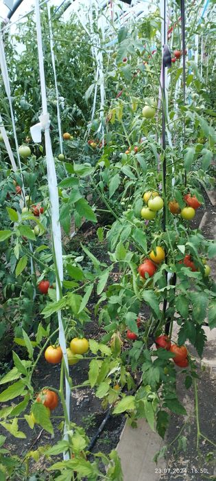 продавам 3 оранжерии 80кв.м.