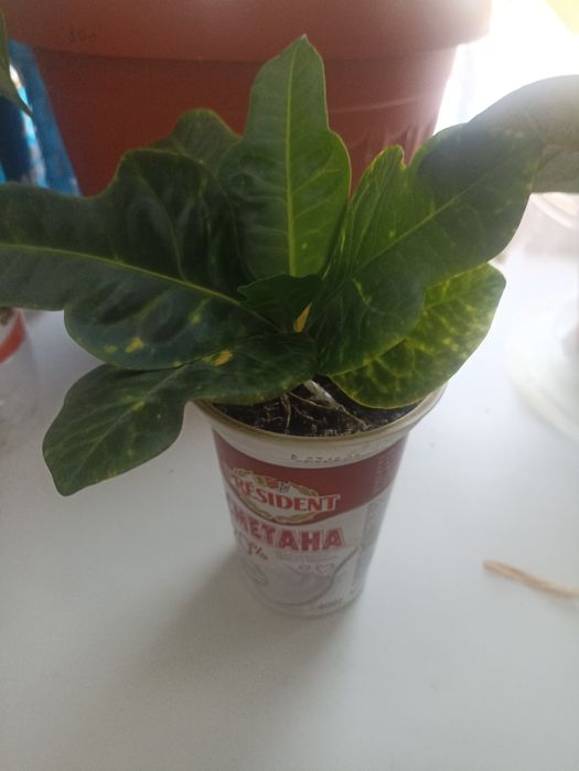 Комнатный цветок кротон