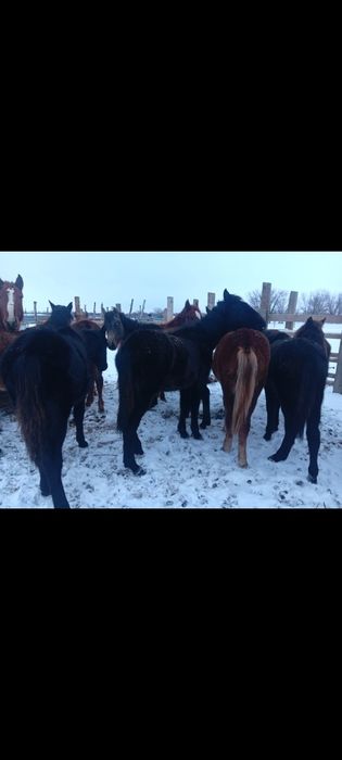 Продам жеребчеков