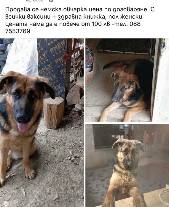 Немска овчарка женско