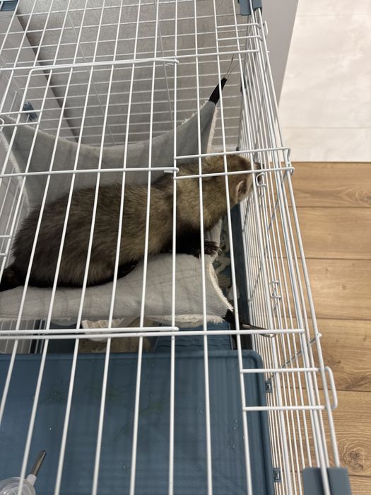 Продам харька 5 месяцев