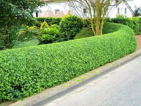 Живой заборларни изгрит кустарникларни обрезка хизмати