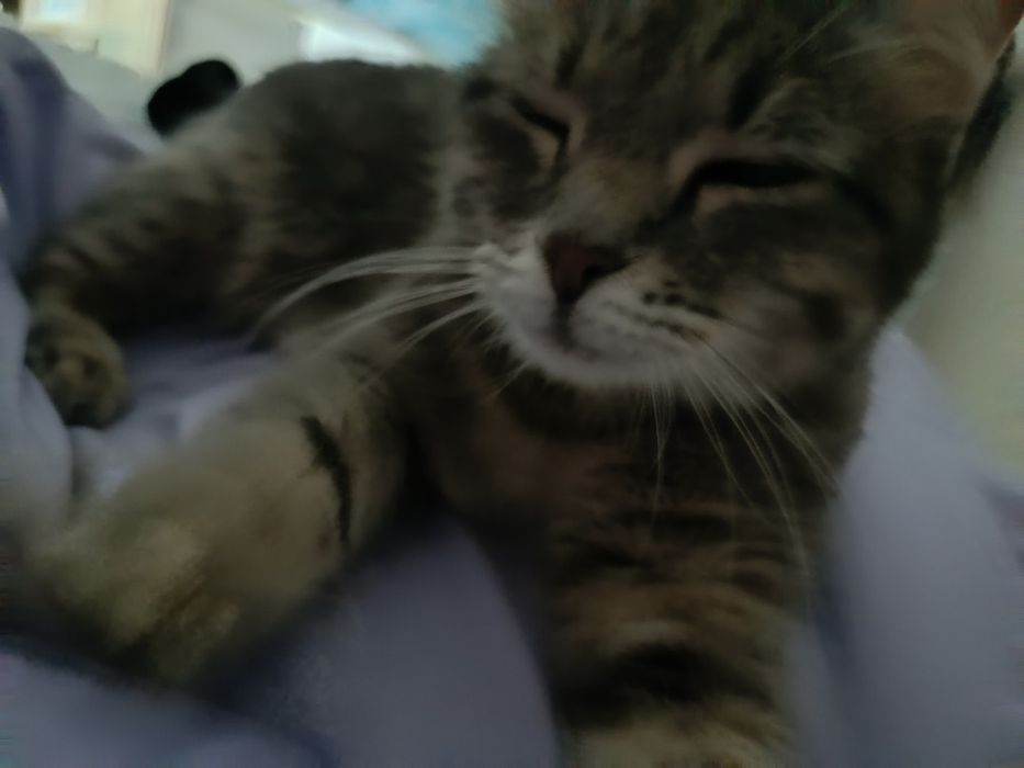 продаётся кошка .