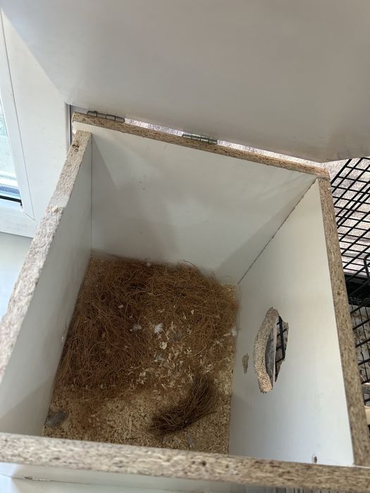 папугай карелла