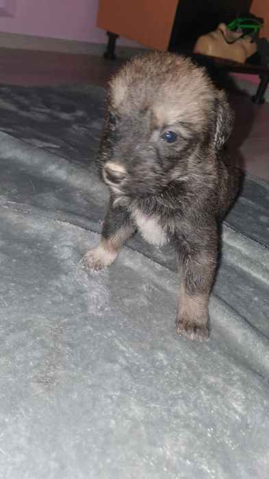 Pui metiș de Schnauzer Uriaș spre adopție / dresat la cerere