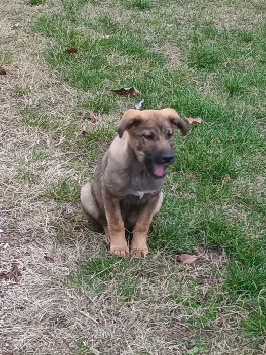 Подарява се бебе Бруно