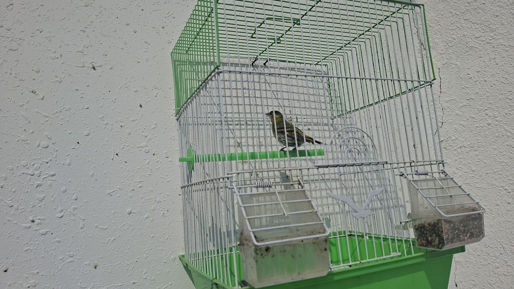 Сава ва конорека