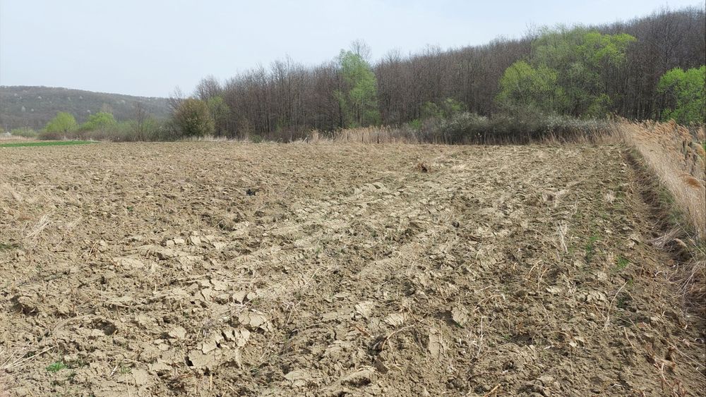 Teren de vanzare - Langa Padure