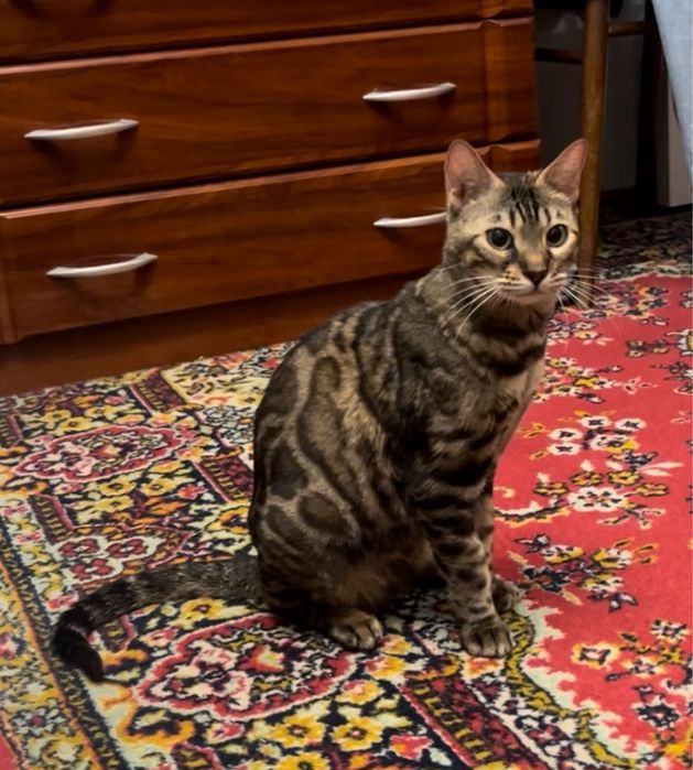 Бенгальская кошка