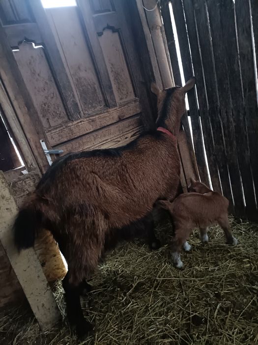 Vând 2 capre și 2 ieduțe