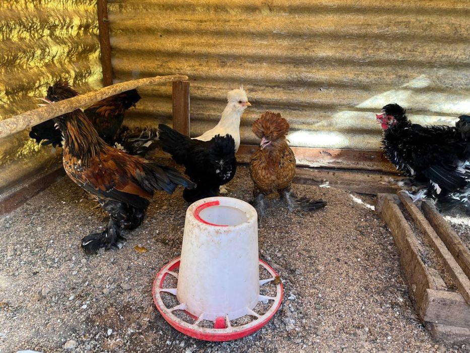 Инкубационные яица японских курочек