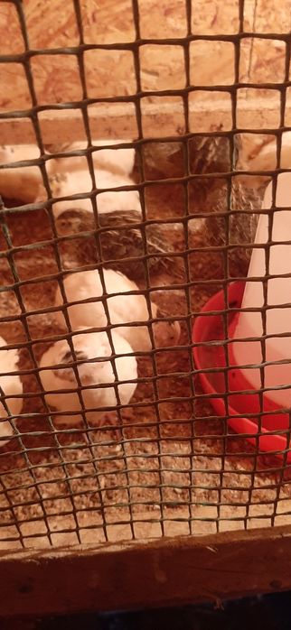 Месячны Перепёлки и Недельные