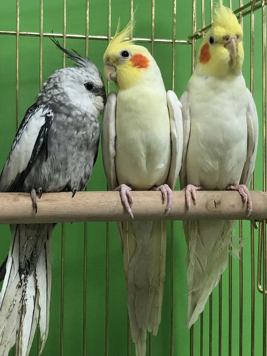 Карелла попугай молодые