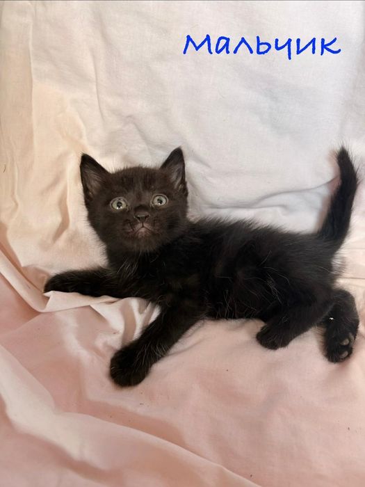 Дарю котят!      .